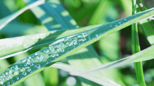 植物叶片水珠微距特写