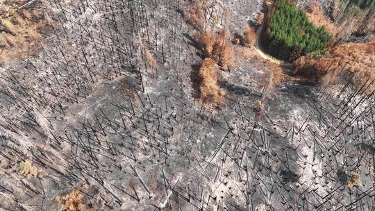 烧毁的森林视频素材模板下载