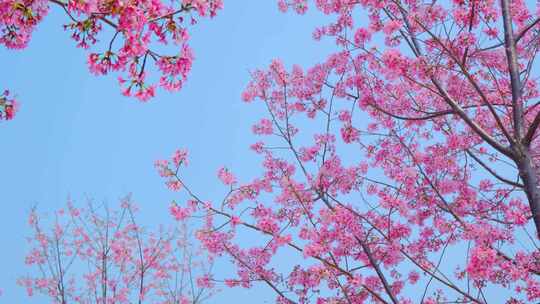粉红色樱花园树林