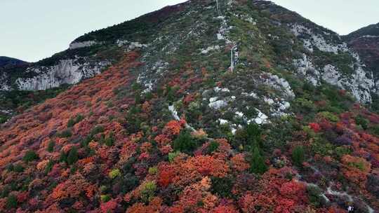 秋日红叶森林航拍满山红叶