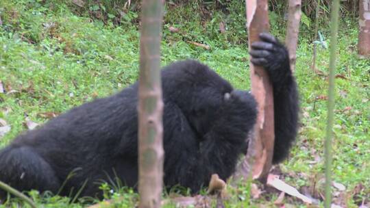 山地大猩猩在桉树林中觅食
