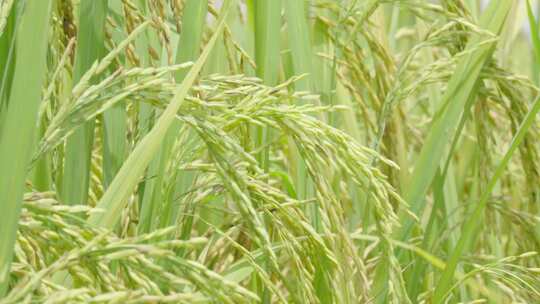特写稻田里的水稻麦穗