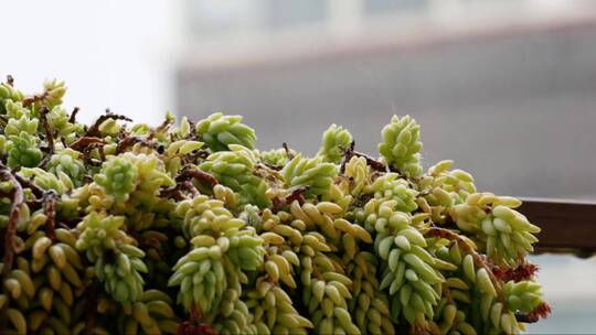 雨水落在植物上