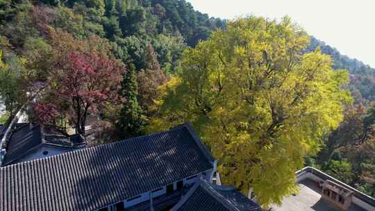 航拍深秋南岳衡山风景区福严寺千年银杏