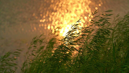夕阳下河边生长的燕麦视频素材模板下载