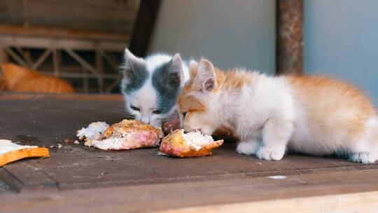 无家可归的小猫在街上吃东西