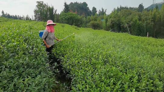 三农素材：阳光下农民茶园茶树打药喷药实拍视频素材模板下载