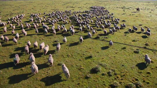 乌拉圭 牧场放牧 羊群奔跑 广阔草坪 航拍