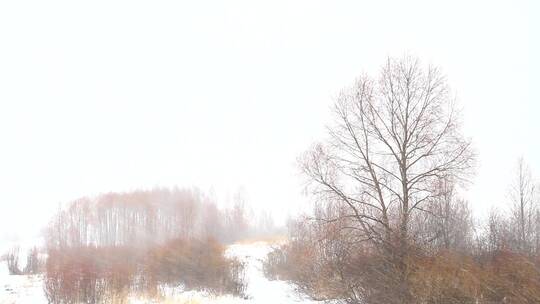 大兴安岭林区红柳春雪视频素材模板下载