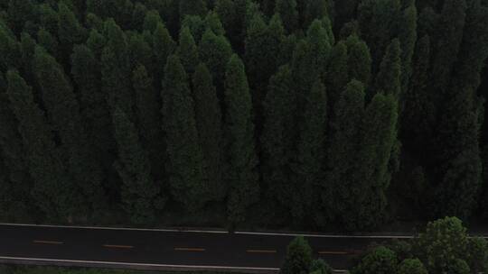 中国重庆武隆仙女山国家森林公园航拍4K