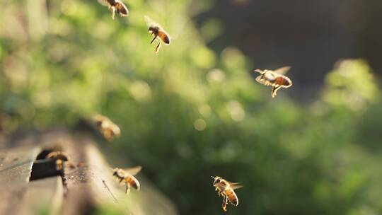 春天的精灵蜜蜂飞舞特写唯美慢镜头