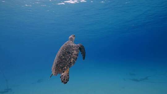 海龟，海洋，海洋生物，水下