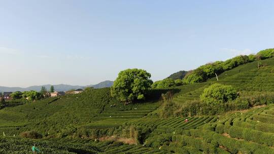 航拍西湖龙井茶园