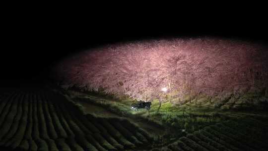 平坝樱花园