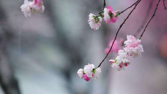 春天花雨 桃花