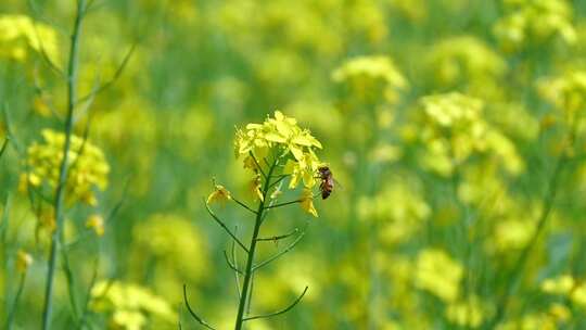 春天盛开的黄色油菜花与采蜜蜜蜂满画幅特写