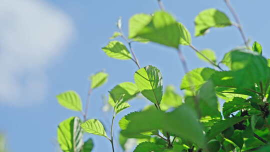 小清新夏日唯美空镜头 立夏 夏至