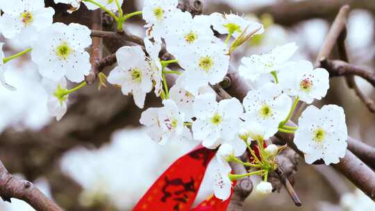 百年梨园A梨花航拍特写4分