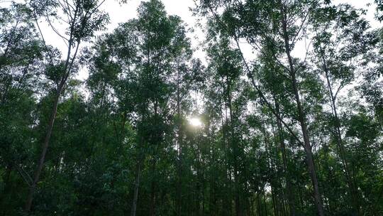 阳光下森林风吹树林大风吹树叶风吹丛林树枝