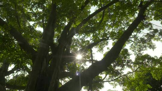 参天大树绿色环保自然百年树木阳光意境未来