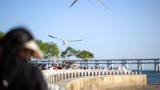 星海广场 海鸥 海鸟