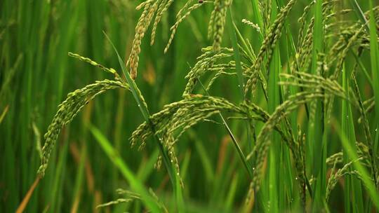 逐渐成熟的水稻稻子
