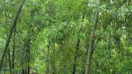 下雨天竹林景观特写，竹节挺拔竹叶繁茂