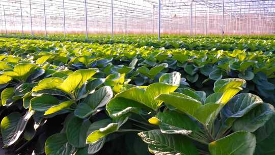 温室大棚内蔬菜种植景象