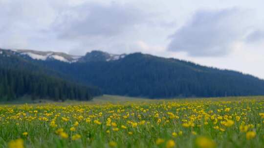 新疆赛里木湖景区雪山森林草原绝美风光