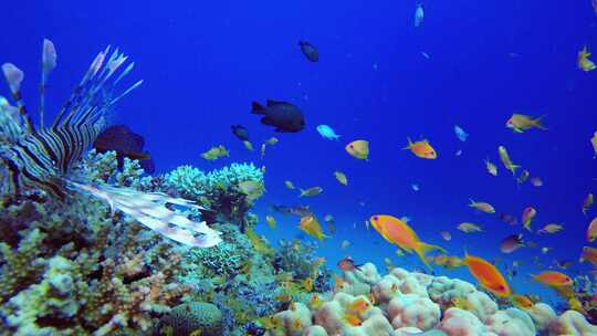 海洋生物鱼类场景狮子鱼