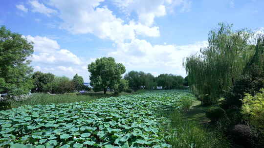 武汉东湖风景区楚风园