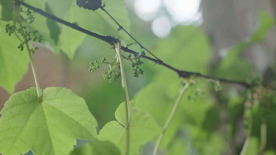 植物藤蔓空镜