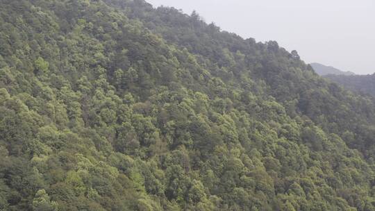 杭州西湖梅家坞茶园茶山