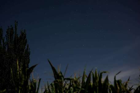 玉米地夜景星空