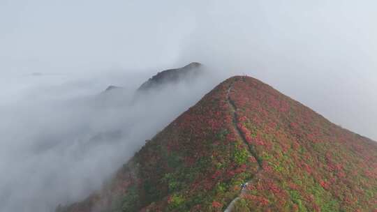 黔东南丹寨龙泉山杜娟花航拍