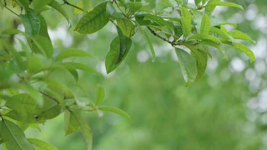 雨滴从绿色植物上落下唯美素材