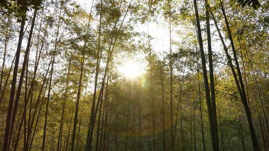 阳光金色射线竹林
