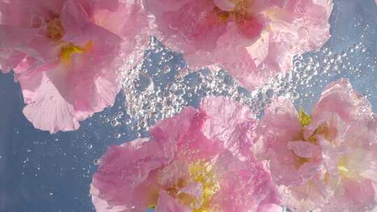 芙蓉花植物水中花治愈唯美清新