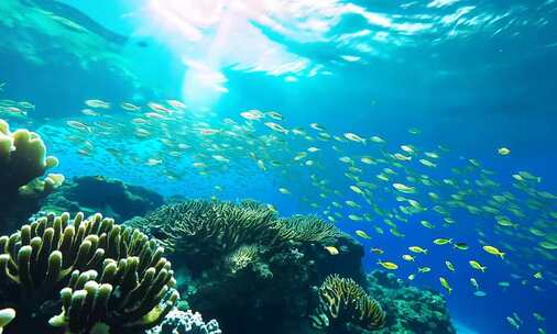 水下世界海底世界鱼群珊瑚