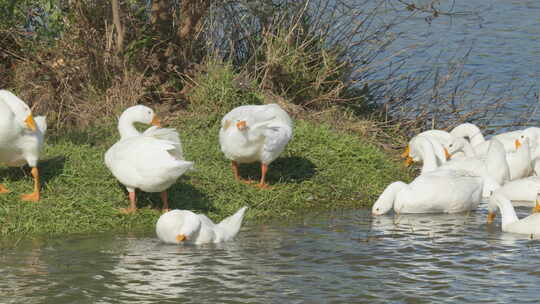 春天池塘湿地散养鹅水草丰沛