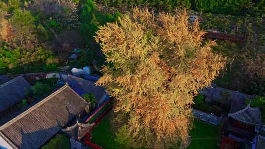 西安古观音禅寺千年银杏树视频素材模板下载