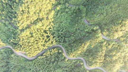 俯拍森林蜿蜒盘山公路视频素材模板下载