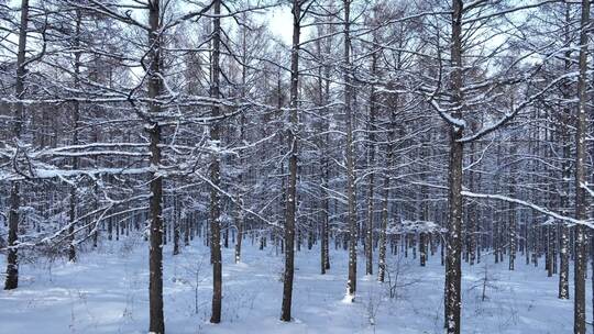 银装素裹雪松林视频素材模板下载