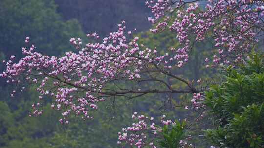 杭州植物园春天天目玉兰