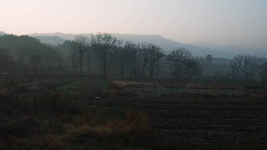 乡村田地菜地果树视频