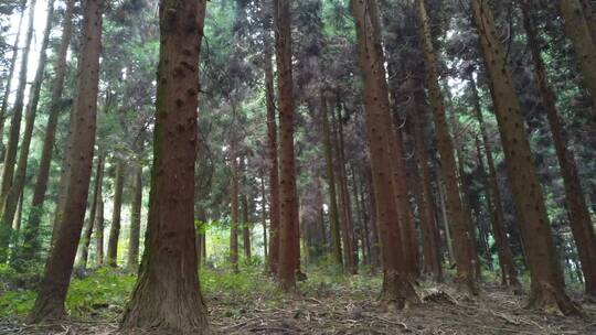 秋色晨光种植自然景色草地落叶松视频素材模板下载