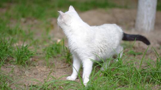 白猫在草地上摇尾巴