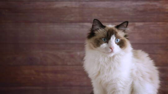 可爱的小猫 宠物视频素材模板下载