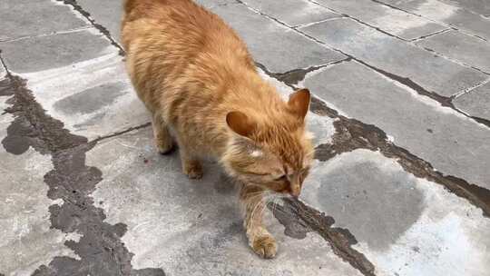 缅因猫长毛猫花猫流浪猫走路慢动作视频素材模板下载