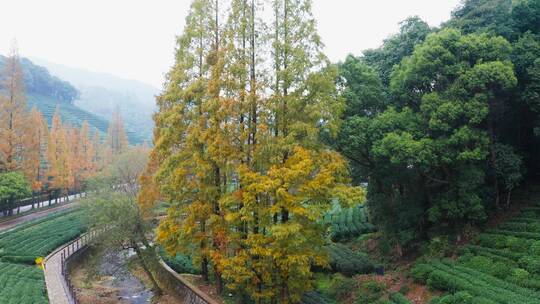 秋天水杉林公路秋色航拍